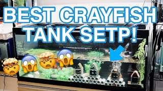 BEST CRAYFISH TANK SET UP [upl. by Ingeberg]