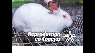 REPRODUCCION EN CONEJOS [upl. by Winter308]