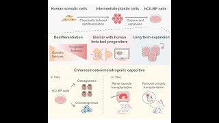 New Horizons in Regenerative Medicine Human Expandable LimbBud Progenitors [upl. by Eno]