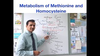 Metabolism of Methionine and Homocysteine [upl. by Amehr]