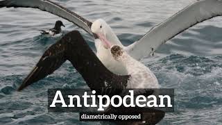 How Does Antipodean Look  What is Antipodean  How to Say Antipodean in English [upl. by Lielos44]