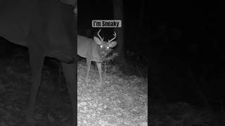 Whitetail Buck Caught On Trail Camera [upl. by Eizzo]