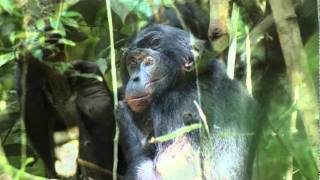 Bonobos  chimpanzees gentle cousins [upl. by Nageam705]