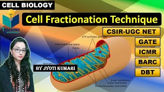 CELL FRACTIONATION TECHNIQUE  CELL BIOLOGY CSIR NET [upl. by Amie26]