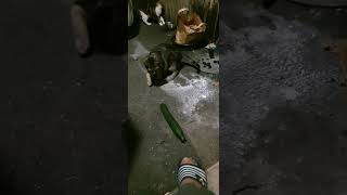 Chat et Concombre réaction 😻🤣😻  Cat and Cucumber reaction 😻🤣😻 [upl. by Ahseit]