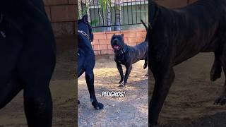 Presa Canario vs Cane Corso ¿Quién ganaría [upl. by Ligriv]