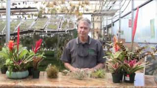 Rainforest Flora Nursery Plant Education 101  Episode 3 [upl. by Guerin488]