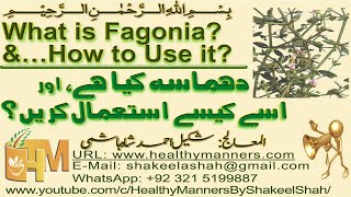 What is Fagonia Dhamasa How to Use it  دھماسہ کیا ہے؟ اسے کیسے استعمال کریں؟ [upl. by Dougall]