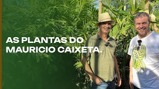 As Plantas do Mauricio Caixeta Folhagens Palmeiras e muito mais [upl. by Dian662]