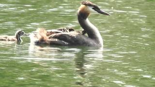 Svasso maggiore con pulcini sul dorso [upl. by Ailam]