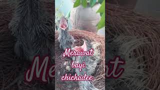 merawat bayi pinniped music birds snake [upl. by Sabrina]