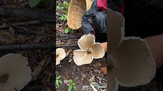 Very Fresh Fungi amazingfarming food mushroomlife nature fruitlife mushroomfarming wildlife [upl. by Akiehsal631]