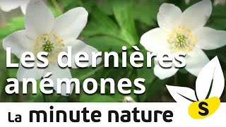 Ep7  VITE LES DERNIERES ANEMONES [upl. by Htirehc]