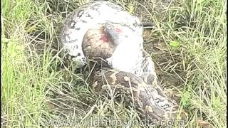 Python eating a langur alive [upl. by Jeanette644]