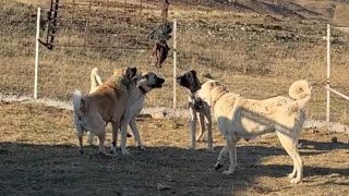 DOÇKA BİR ANDA KAZAPA SALDIRINCA AZ KALSIN PAŞA VE AZAP DOÇKAYA BİNİYORDU KÜÇÜK AZAP DELİYE DÖNDÜ [upl. by Nillor]