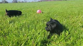 Yorkie Poo Puppies Playing [upl. by Tahp]