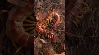 Scolopendra sp “Sulawesi Red” Hypo [upl. by Herwig]