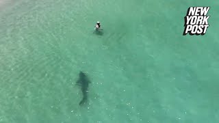 Tiger shark charges unsuspecting swimmer in chilling drone video  New York Post [upl. by Ramonda169]