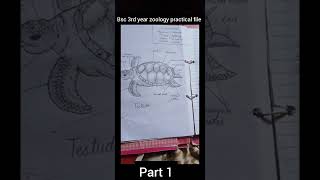 Bsc 3rd year zoology practical file Part1 [upl. by Pinkham]