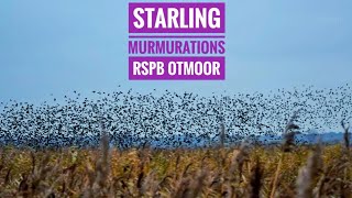 Starling Murmurations amp Roosting With Audio RSPB Otmoor Oxford [upl. by Nyleak14]