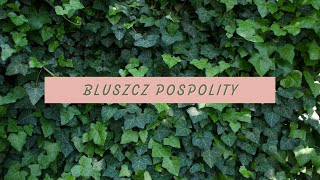 BLUSZCZ POSPOLITY  WADY I ZALETY [upl. by Bogie635]