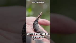 RATTLESNAKE ALERT Eastern Diamondbacks DEADLY Rattle Exposed [upl. by Nila863]