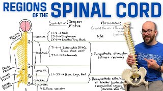 Spinal Cord Regions  What Each Region Controls [upl. by Hgielime]