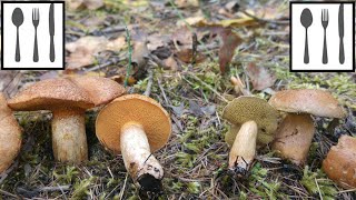 Porównanie Maślak trydencki Suillus tridentinus vs Maślak sitarz Suillus bovinus [upl. by Emmye]