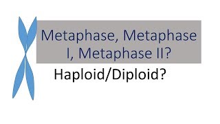 Tell the Difference between Metaphase Metaphase I Metaphase II  Bio 101 [upl. by Gardell]