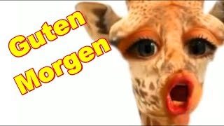 🤣 Guten Morgen 🤣 Ich hab kein Bock zu arbeiten 🤣 Erst mal ☕ Kaffe 😋 Dir einen schönen Tag 😋 [upl. by Nwahshar]