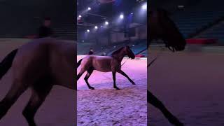 In welcher Stadt kommt ihr zur Tour🥰cavalluna longieren pferdeshow horseshow pferde horses [upl. by Chassin879]