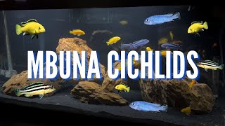 Our Top 10 Favorite Mbuna Cichlids [upl. by Elsey824]