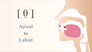 θ̼  unvoiced apical labial non sibilant fricative [upl. by Ahsea30]