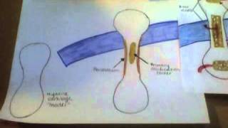 Endochondral Ossification [upl. by Turpin]