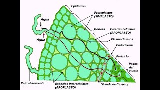 Flujo de agua en el sistema suelo  raíz  xilema [upl. by Vladamar440]