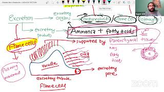 PHYLUM PLATYHELMINTHES [upl. by Hamnet485]