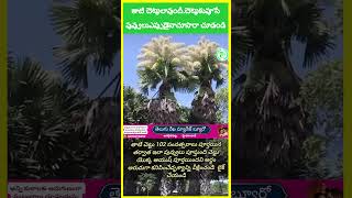 🌴 Unique Palm Trees amp Rare Flowers  Have You Ever Seen These 🌸 telangananews trees telugu [upl. by Llyrad]