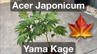 Japanese Maple Showcase Acer Japonicum Yama Kage [upl. by Atreb]