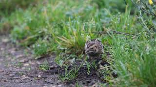 Lapland Bunting Surrey UK November 2024 [upl. by Conard]