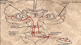 AUDITORY PATHWAY [upl. by Aloise]