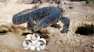 How Monitor Lizard Breeding And Laying Eggs [upl. by Limber]