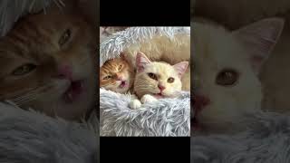 🐱 Cats and the NeverEnding Battle with Curtains 🐱🪟 cat funny cute 242 [upl. by Haskel]