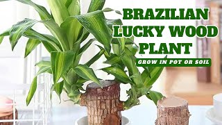 Lucky Brazil Wood Plant Fortune Plant Easy Care Air Purification amp Positive Energy Houseplant [upl. by Jordans]