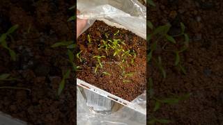 ajwain Omamseeds how to grow homemadenewvideotreetrendingshorts40plusmomtamilomamlike [upl. by Meehyr]