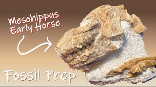 Fossil Preparation of an Extinct Mesohippus  Early extinct Horse [upl. by Alves640]