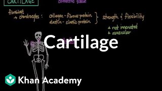 Cartilage  Muscularskeletal system physiology  NCLEXRN  Khan Academy [upl. by Matejka]