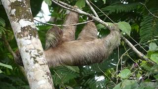 Brownthroated Sloth Bradypus variegatus Costa Rica [upl. by Lauer596]