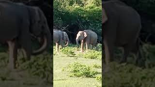 Unforgettable moments with unforgettable beingsYala National park Sri Lanka beach musictravell [upl. by Goles]