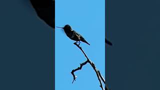 Peanutsized hummingbird viewed through a spotting scope MagView Digiscope Adaptor hummingbird [upl. by Moncear]