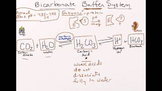 Bicarbonate Buffer System [upl. by Maurise197]